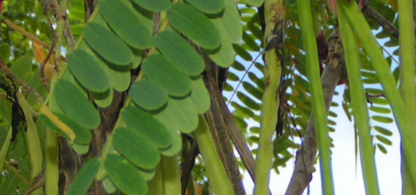agastya  : Sesbania grandiflora 