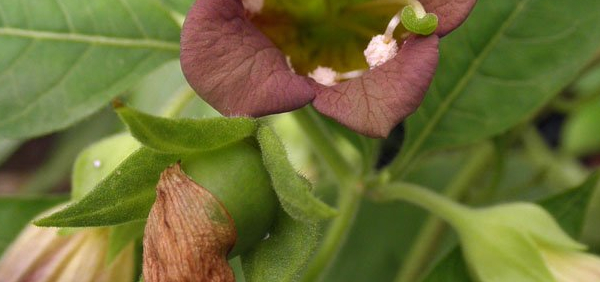 suci : Atropa acuminata Rorle ex Lindley, Atropa belladonna Linn. 