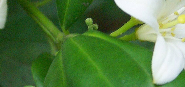 ekangi : Murraya exotica Linn., chesia paniculata 