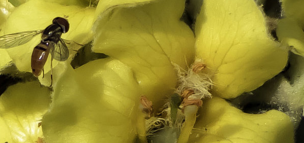 gidar-tamaku : Verbascum thapsus Linn. 