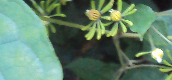 dhanavalli dhanavalli : Naravelia zeylanica (Linn.) DC. 