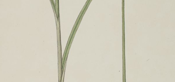 mustaka : Cyperus pertenuis, Cyperus hexastachyus 