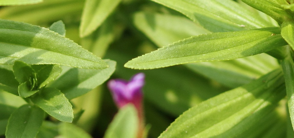amragandha : Limnophila aromatica (Linn.) Merr., gratissima Blume 