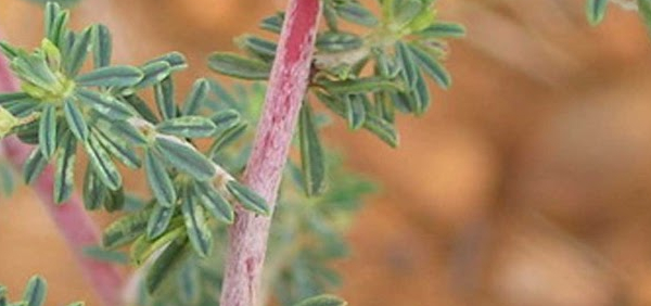 shvetanirvisha  : Indigofera aspalathoides Vahl. 