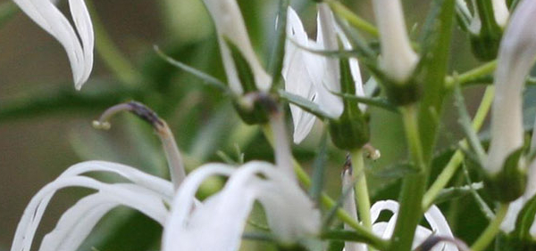 nala  : Lobelia nicotianifolia Heyne. ex Roth 