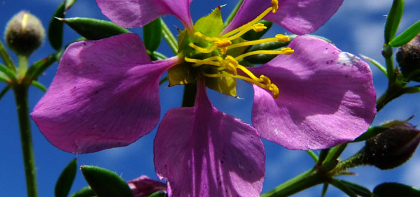 dhanvayasa  : Fagonia cretica, Fagonia arabica Linn. 