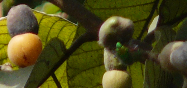 bhallataka  : Semecarpus anacardium Linn. f. 