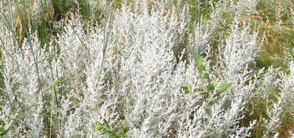 cauhar  : Artemisia maritima Linn., Artemisia brevifolia 