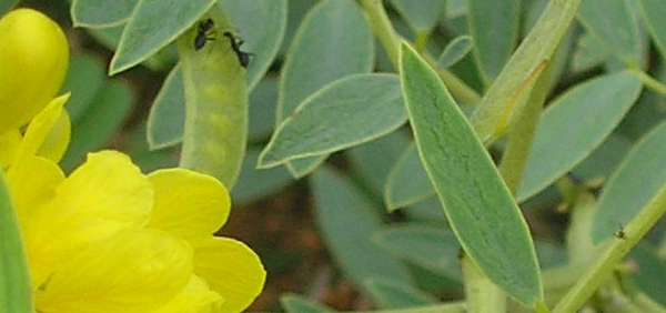 sonyamukhi : Cassia acutifolia, Cassia lanceolata Linn. & Forsk. 