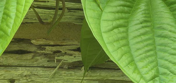 barahi  : Dioscorea bulbifera Linn. 