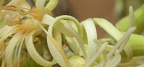 ankola  : Alangium salviifolium Wang., Alangium lamarckii Thw