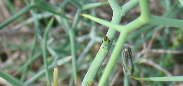 gojihva : Launaea aspleniifolia Hook. 