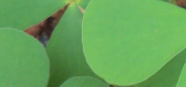 sunishanna : Marsilea quadrifolia Linn. 
