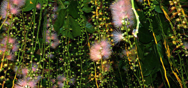 ijjala : Barringtonia racemosa Blume. 