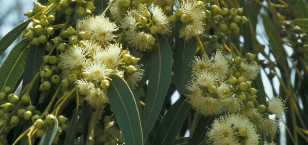 nilaniryasa  : Eucalyptus globulus Labill. 