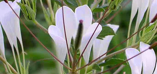 ajagandha : Cleome gynandra,
Cleome viscosa