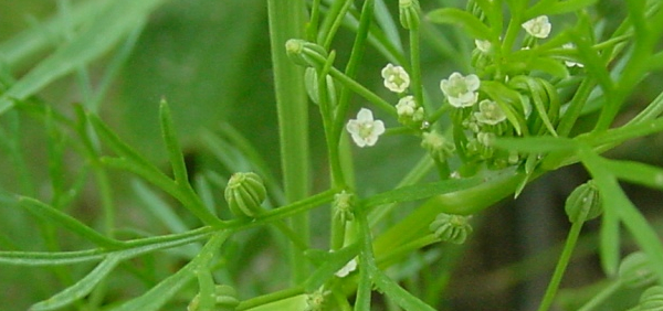 ajamoda : Carum roxburghianum,Trachyspermum roxburghianum,Apium graveolens,Apium leptophyllum