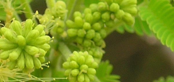 krishna sirish : Mimosa amara, Albizzia amara Boivin. 