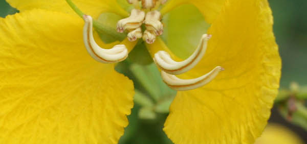 avartaki  : Cassia auriculata, Senna auriculata (L.) Roxb.