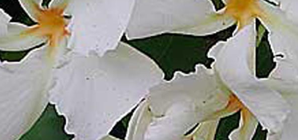 murva : Chonemorpha fragrans, Chonemorpha macrophylla 