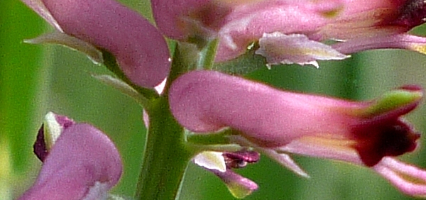parpata : Fumaria indica Pungsley, Fumaria parviflora, Fumaria vaillantii 