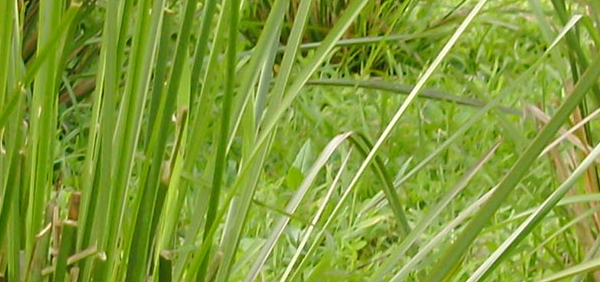 ushira  : Andropogon muricatus Retz., Vetiveria zizanioides Nash 
