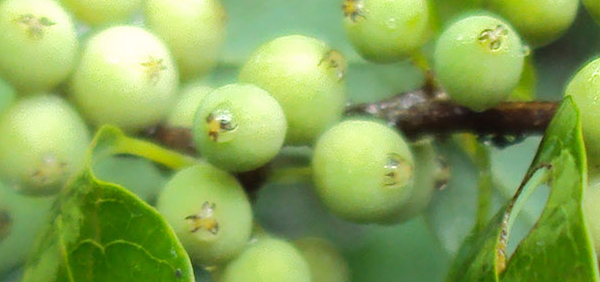 likkata : Commiphora wightii (Arn.) Bhandari, Protium caudatum 