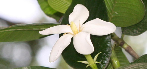 hingunadika : Gardenia gummifera Linn. F. 