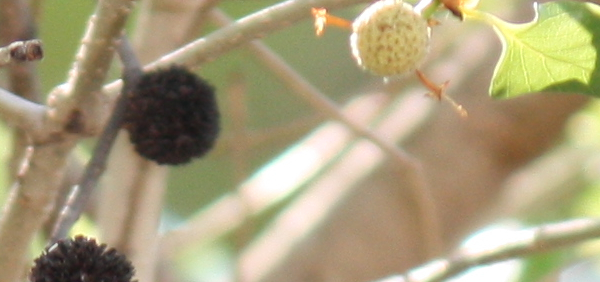 biyana : Mitragyna parvifolia (Roxb.) Korth., Stephegyne parvifolia Roxb. 