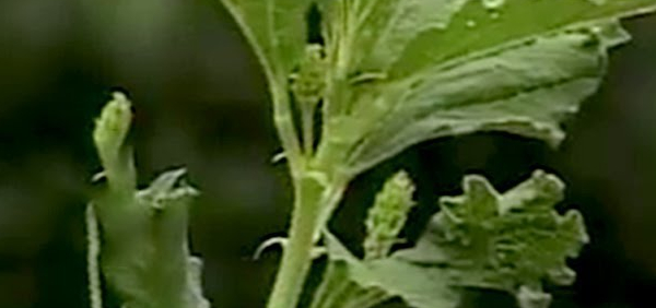 bakuci  : Psoralea corylifolia Linn. 
