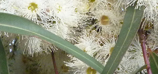 tailparni  : Eucalyptus citriodora Hoek. 