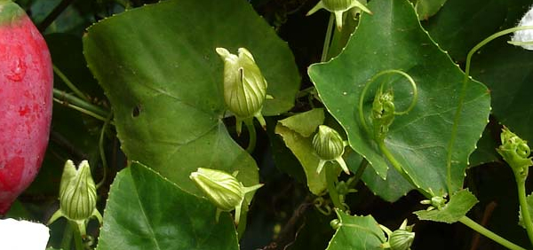 bimbi  : Coccinia indica Wight & Arun, Coccinia indica grandis, Coccinia cordifolia 