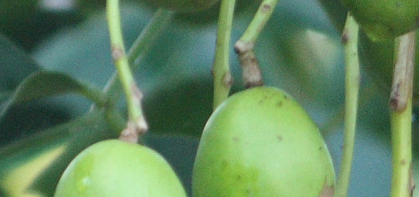 amrata  : Spondias pinnata, Spondias mangifera Willd. 