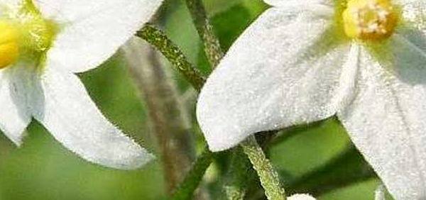 kakamaci  : Solanum nigrum Linn. 