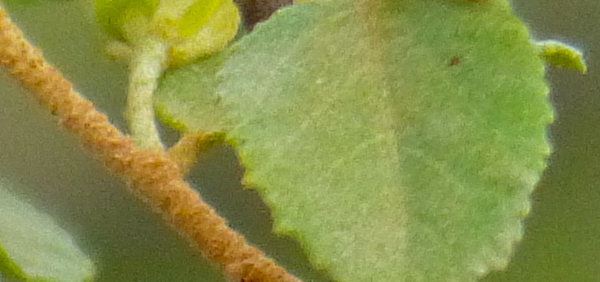 dhanvana  : Grewia tiliaefolia Vahl. 