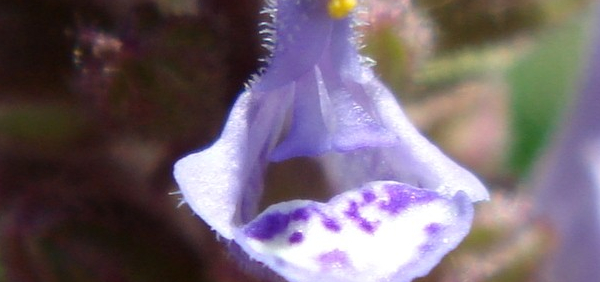 shilajita  : Salvia plebeia R. Br. 