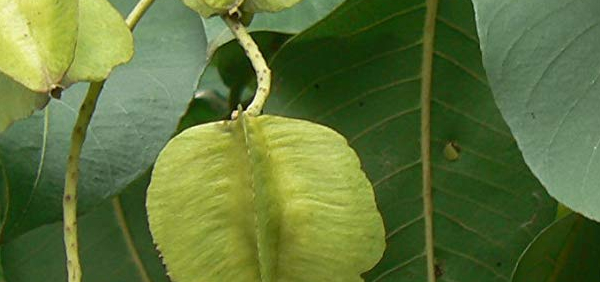 chagakarna  : Terminalia crenulata Roth 