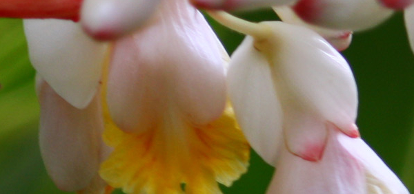 malayavach  : Alpinia galanga Willd., Alpinia calcarata  