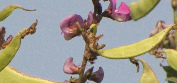 kulattha  : Dolichos biflorus Linn., Vigna unquiculata 