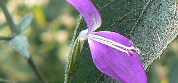 kakajangha : Peristrophe bicalyculata Nees 
