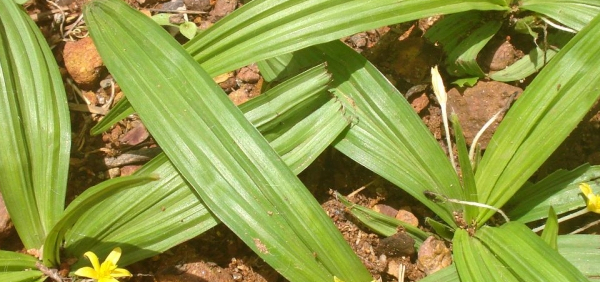 talamulika  : Curculigo orchioides Gaertn. 