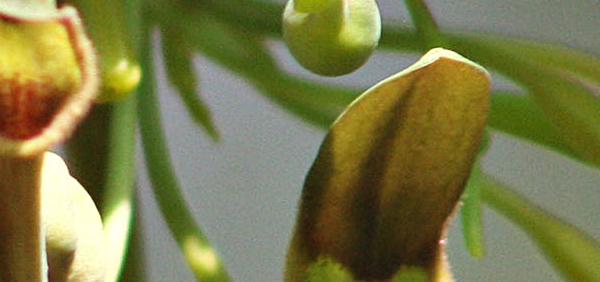 ishvari  : Aristolochia indica Linn. 