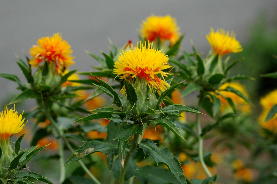 Close-up of the flowers Photograph by: Pseudoanas