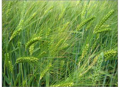 Hordeum vulgare