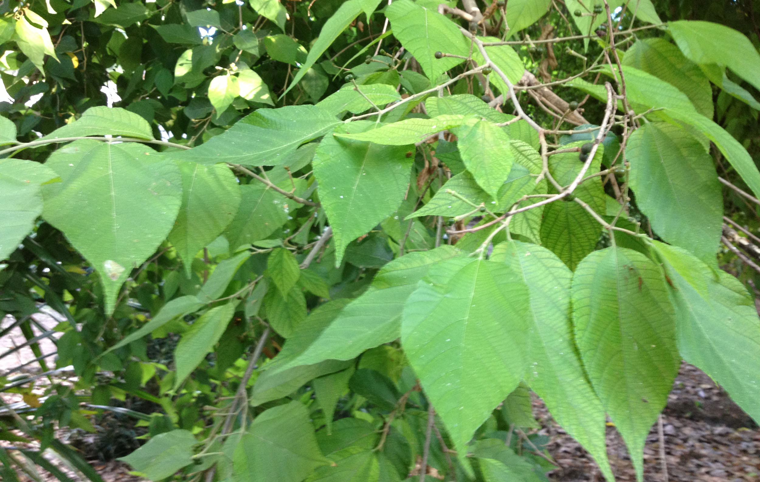 gangeruki  : Grewia populifolia 