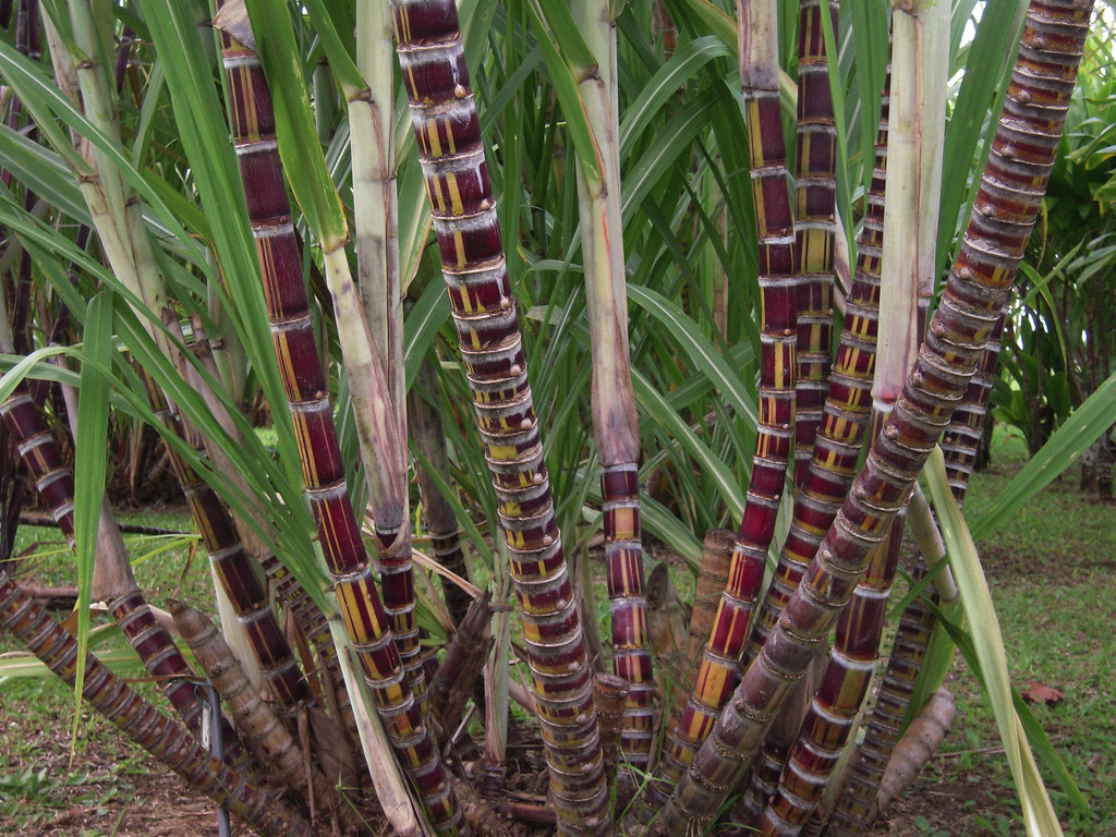 Vshyamaka : Saccharum officinarum Linn.