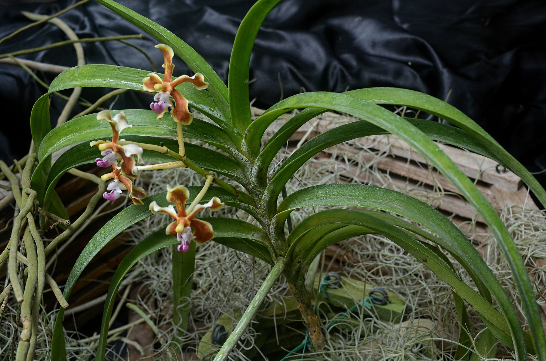 rasna : Vanda roxburghii R Br.