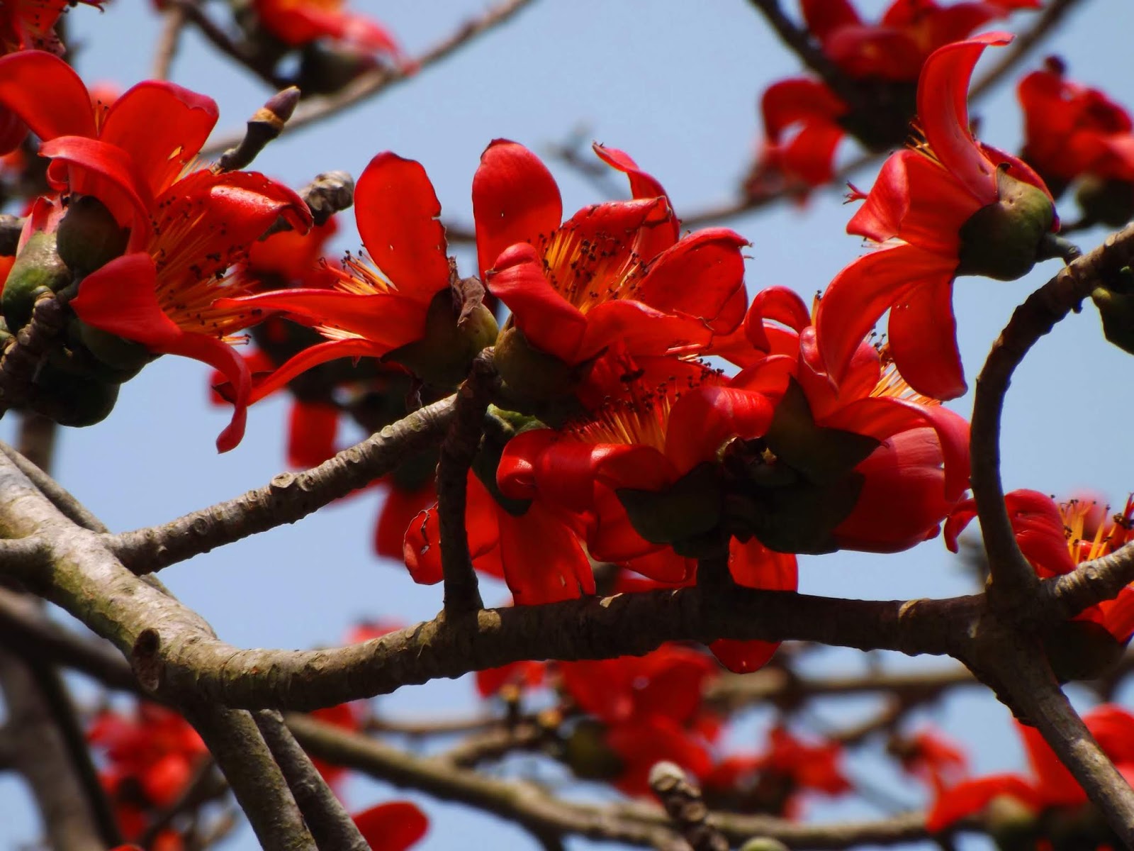 shrivatte : Bombax malabaricum Schott & Endl., Bombax ceiba Linn.