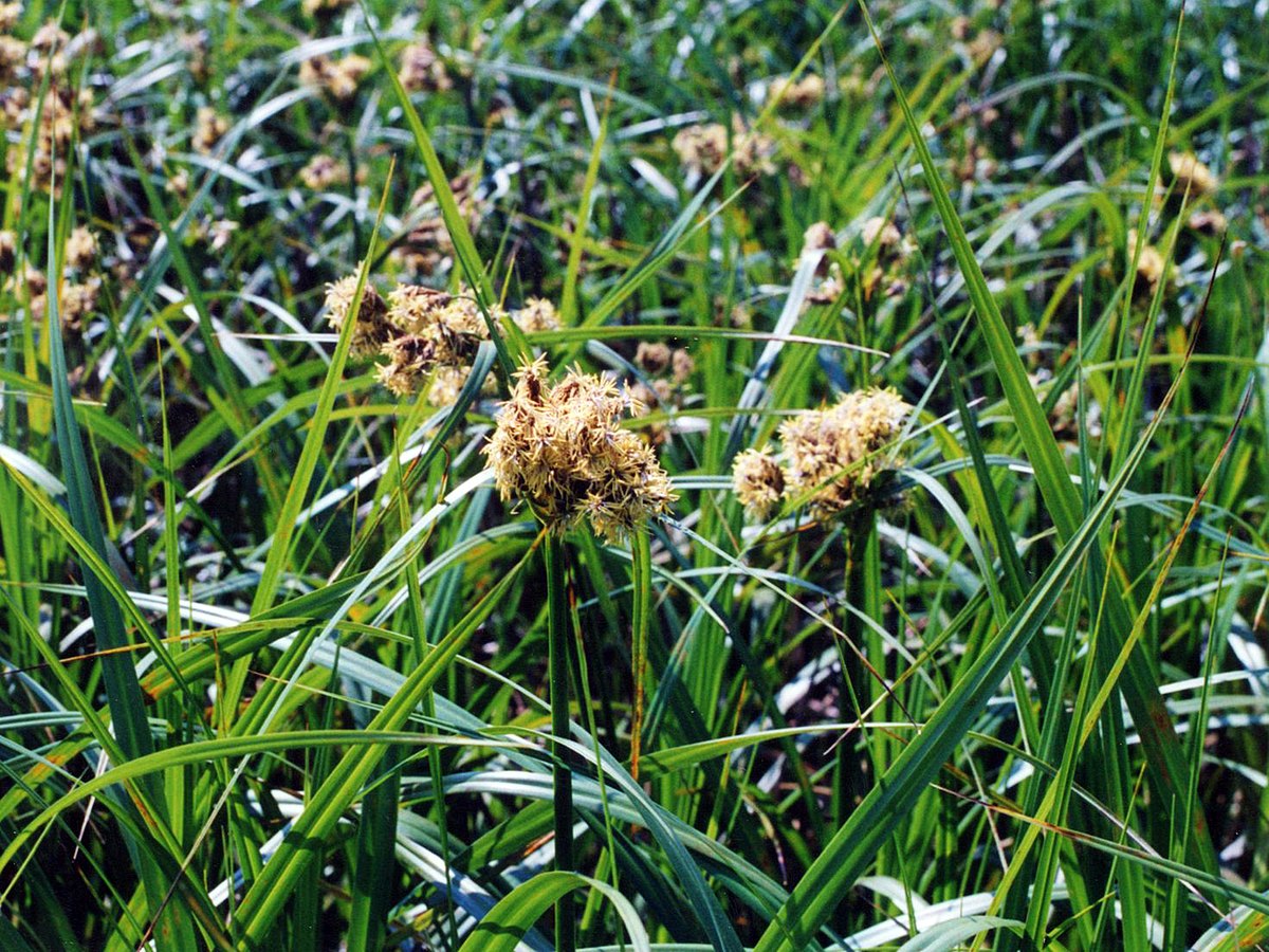 kasheru : Scirpus kysoor