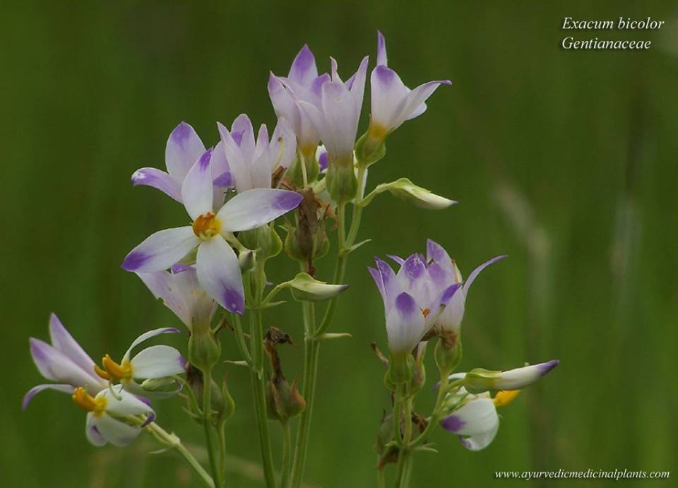 Kannanthali: Exacum bicolor Roxb. Flower